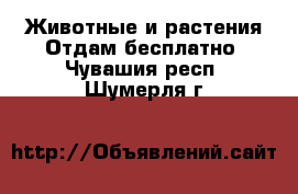 Животные и растения Отдам бесплатно. Чувашия респ.,Шумерля г.